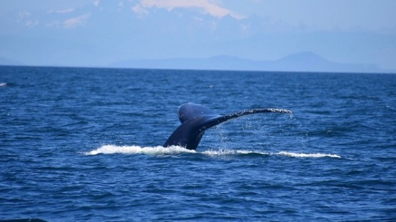 Khu bảo tồn biển di động – Giải pháp mới bảo tồn đa dạng sinh học biển phục vụ phát triển bền vững